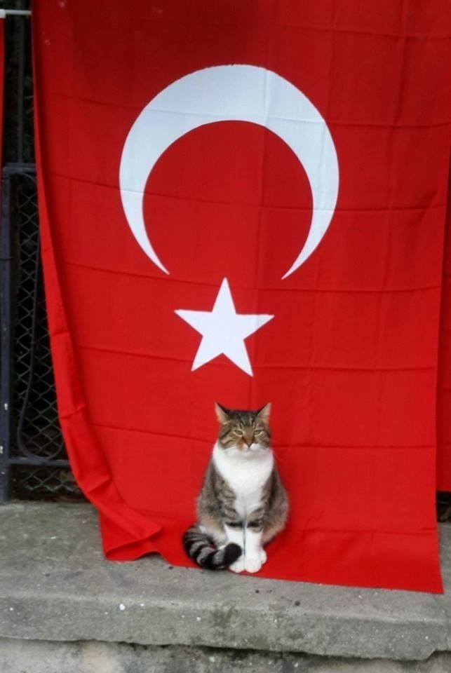 tuurqoise's tweet photo. Turkish Cat. https://t.co/n13Gsx5VOS