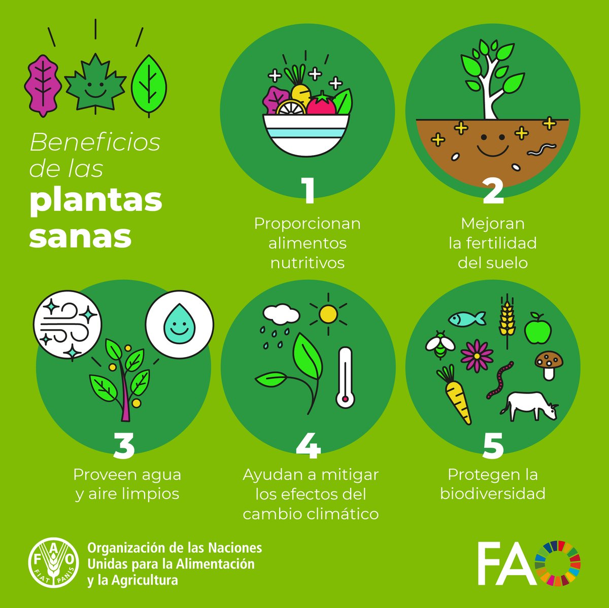 ONU_es's tweet photo. Las plantas nos dan vida.

Dependemos de ellas para el 80 % de los alimentos y el 98% del oxígeno. Pero la destrucción de la naturaleza las pone en peligro.

👉 Usa métodos ecológicos al cuidarlas

Protejamos la naturaleza hoy y siempre.
💚 #DiaDeLaSanidadVegetal 

https://t.co/YSKEvAbOab