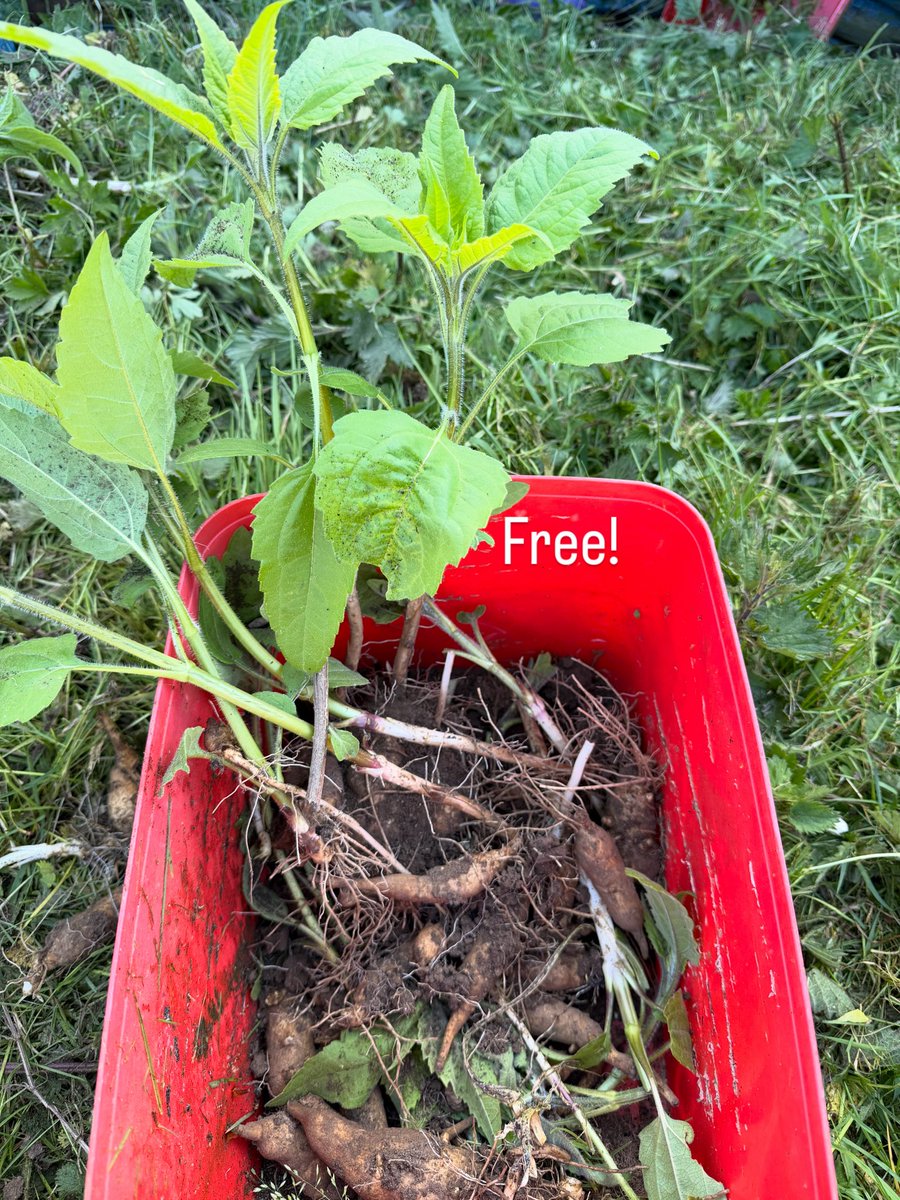 edenagarryeggs's tweet photo. Have plenty of organic Jerusalem artichokes. Free to green fingers! Get them at the honesty box now! #plants #organic #artichoke #jerusalemartichoke #free https://t.co/9s0H9J713D