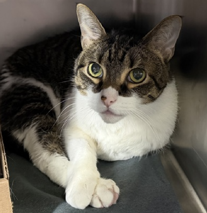 JLthekid9999's tweet photo. 🆘🆘 WALLY (ID 251588), 4 YO, MALE –  IN MANHATTAN ACC - came into the shelter as an agency on 4/9/2026.    🆘🆘 😿 😿 😿 😿

➡️TBD 5/14/26

➡️ NEW HOPE PARTNER RESCUE ONLY

➡️ TOO LOW ON PLEDGES TO STIMULATE RESCUE INTEREST

➡️ 🆘🆘  2ND Chance on Emergency Placement List – VERY URGENT – 🆘🆘 😱🔥🔥😱

➡️ 34 DAYS IN SHELTER – TOO LONG – TIME IS RUNNING OUT

➡️ WALLY IS ON THE EPL FOR BEHAVIORAL REASONS - He is not thriving in the care center and continues to display distance-increasing behavior when approached for interactions. He has not warmed up despite staff using treats to build a positive association. This designation often means that the cat will be given very little time for rescue/foster/adoption.🔥🔥🔥🔥

What my friends at ACC say about me: My history is a mystery and my friends here do not know much about me yet! I'm an independent kitty who likes to do my own thing. I would do best in a home with only adult humans. I can be slow to adjust to new environments. I prefer to take things at my own pace.  ❤️ 😻❤️ 😻❤️ 😻

NEEDS OUT OF SHELTER ASAP –

Please RT or pledge, if you can, to save this little one.

@AdamsPaulGrimke

@mehser12

💔😿🙏Thank you