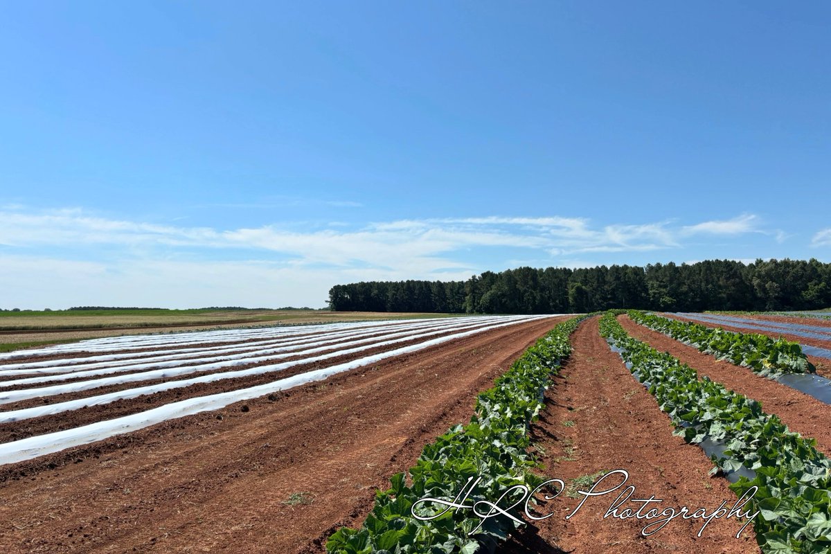 Heather_R2020's tweet photo. This is my busiest time of the year, but also my favorite! Farm inspections are always the highlight, and Alabama is home to some of the very best farmers around.
#NorthAlabama #ProduceSafety #DeptOfAg https://t.co/gI0jndVnBm