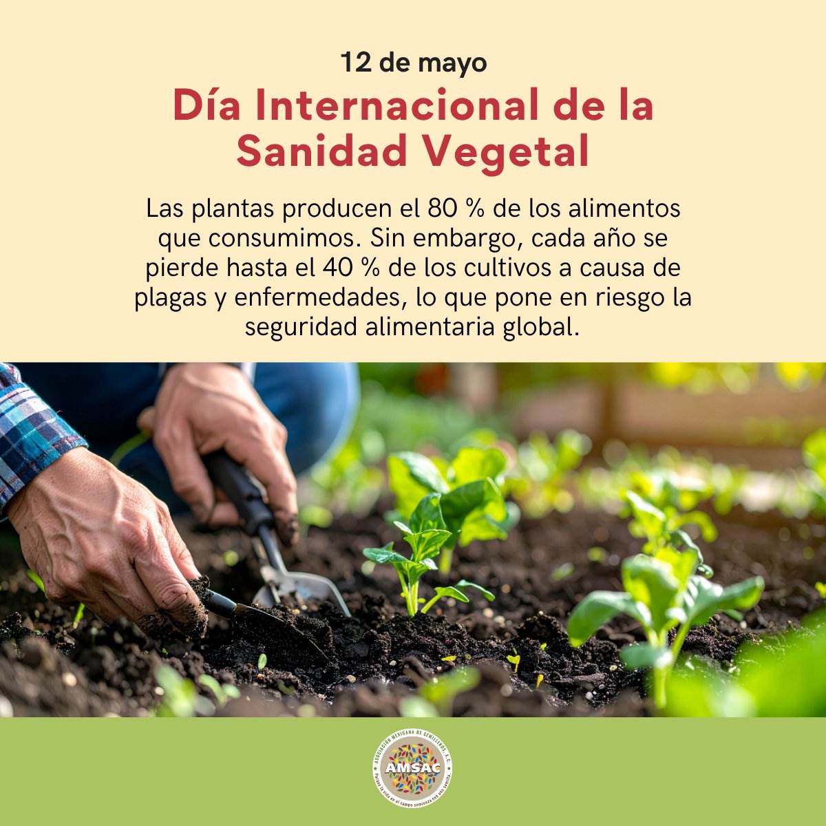 AMSAC Semilleros tweet media