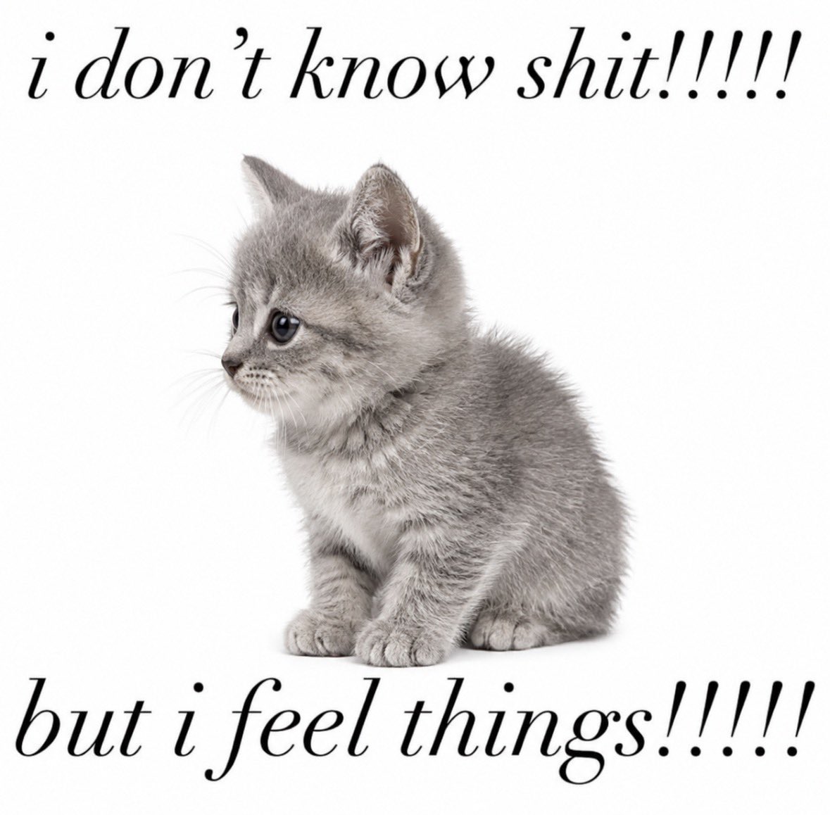 LiterallyMeCats tweet media