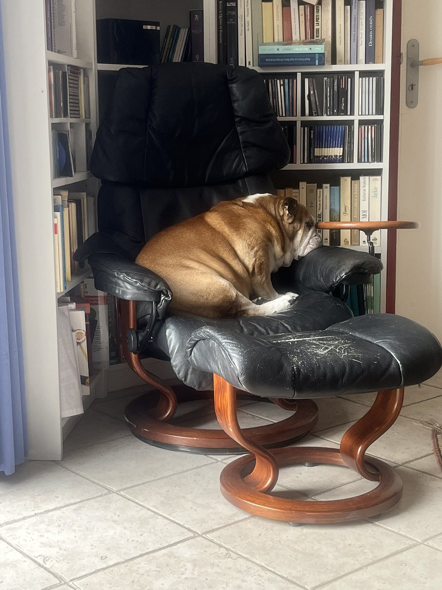 LordPuppyLawyer tweet media