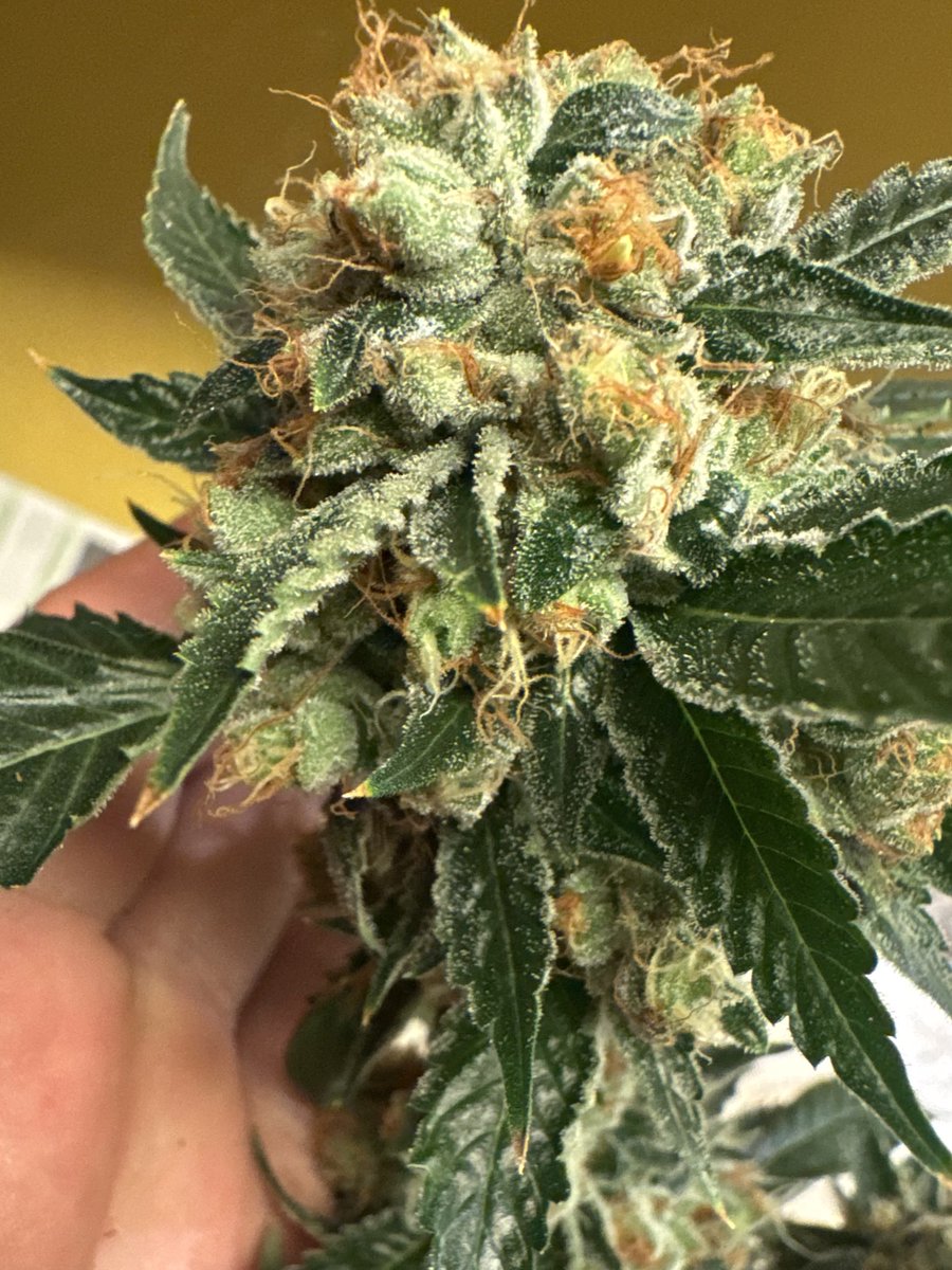 LegacyGrower's tweet photo. @JRandTeamOSC Can confirm. https://t.co/HOaCfPpI67