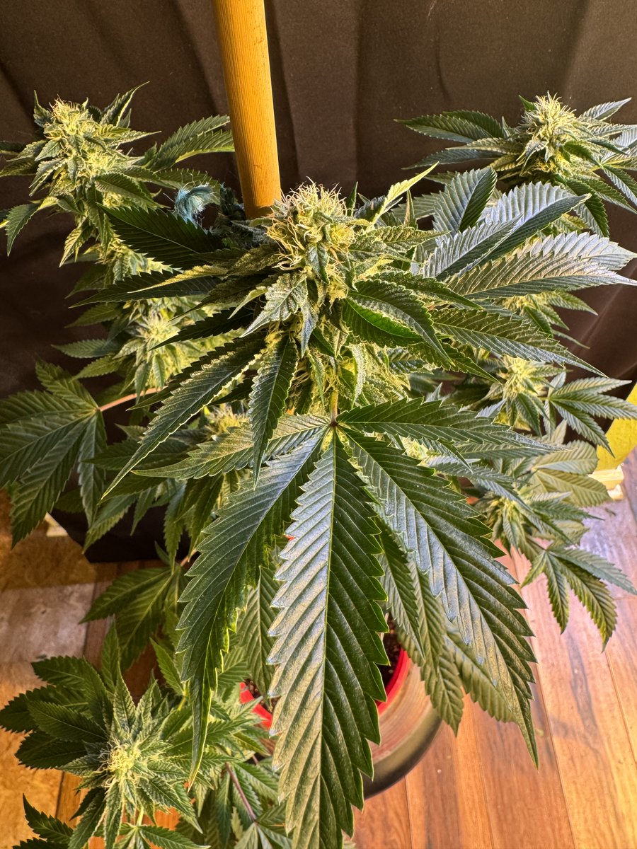 LegacyGrower's tweet photo. @JRandTeamOSC Can confirm. https://t.co/HOaCfPpI67