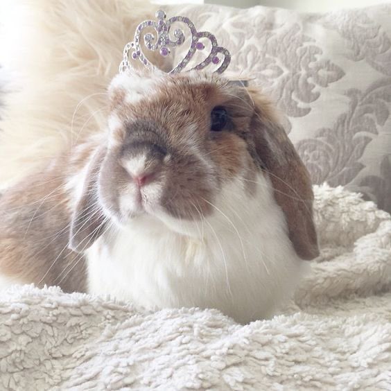 lapafaits's tweet photo. this is me btw ෆ a very cute buncess 🐰 https://t.co/aRtEPCXILR