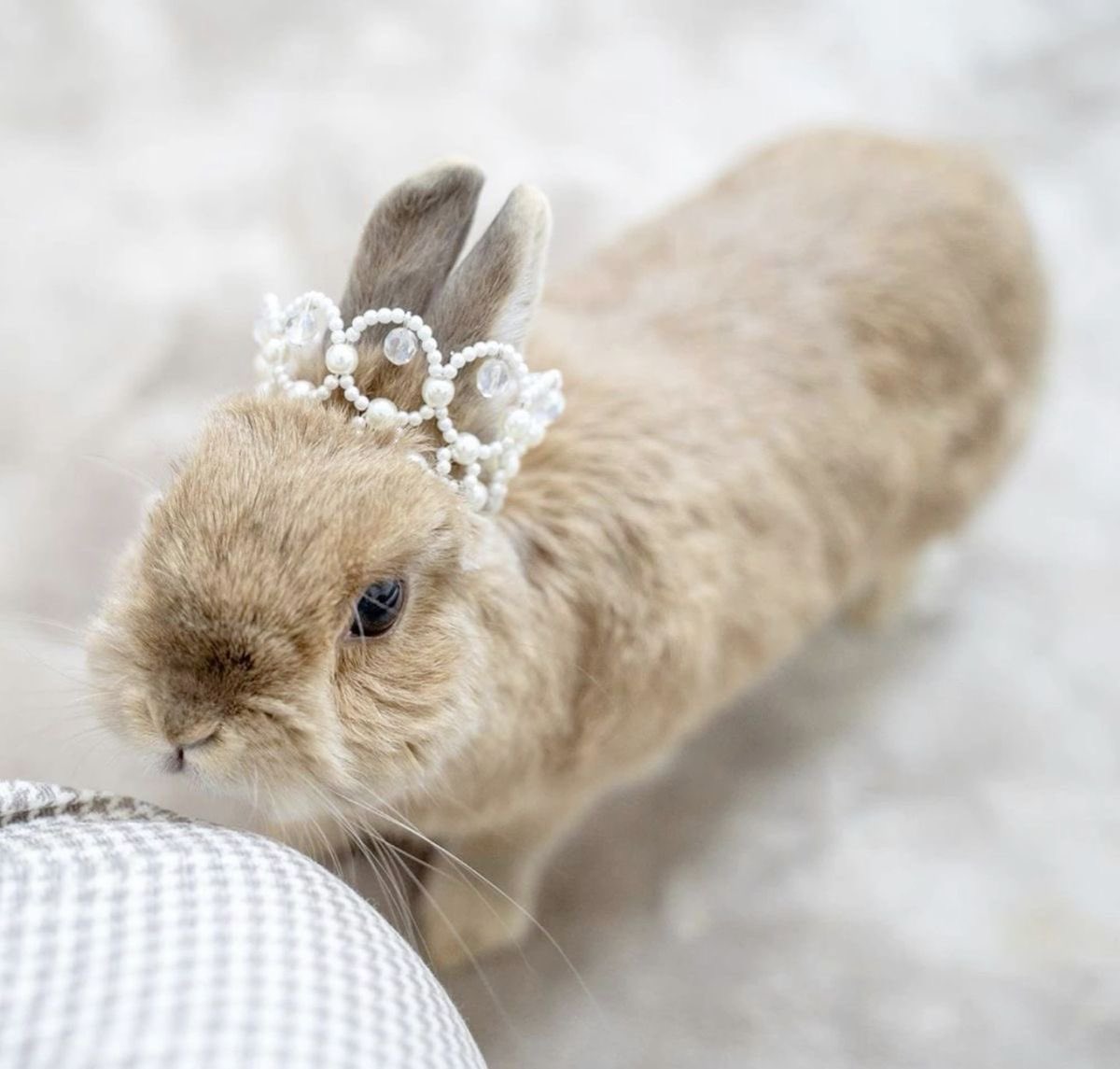 lapafaits's tweet photo. this is me btw ෆ a very cute buncess 🐰 https://t.co/aRtEPCXILR