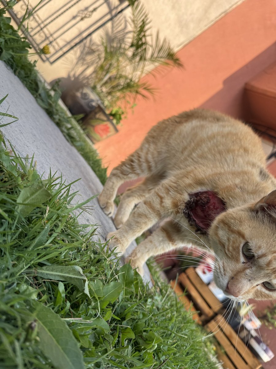 asm_99ve's tweet photo. @adrianm10 @CristianRey___ @ElCristianReyy 

Tiren paro para su tratamiento, hay gente todo ojete que no cuida a sus mascotas

😡 https://t.co/JYlocQuBKE