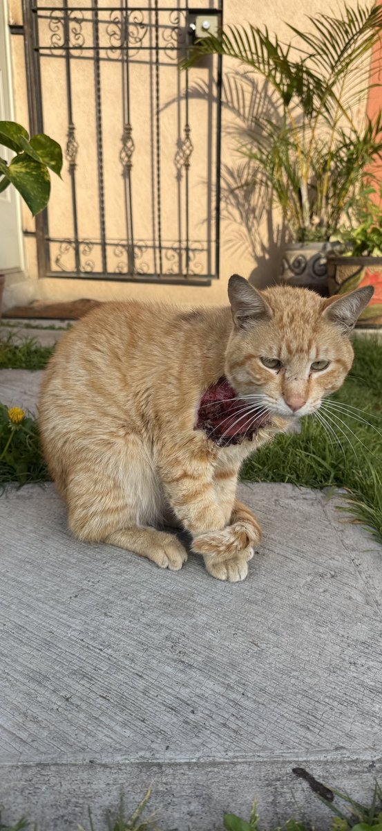asm_99ve's tweet photo. @adrianm10 @CristianRey___ @ElCristianReyy 

Tiren paro para su tratamiento, hay gente todo ojete que no cuida a sus mascotas

😡 https://t.co/JYlocQuBKE