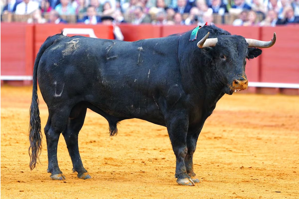 portaltaurino's tweet photo. Sevilla el jurado del Casino Tertulia Los 40, institución decana de la afición sevillana, acaba de conceder su premio anual al toro más bravo de la Feria de Abril 2026 a "Secretario" de @ElParralejo lidiado 3° el 22 de abril por @DavDeMiranda @portaltaurino https://t.co/pFLL4zz01o