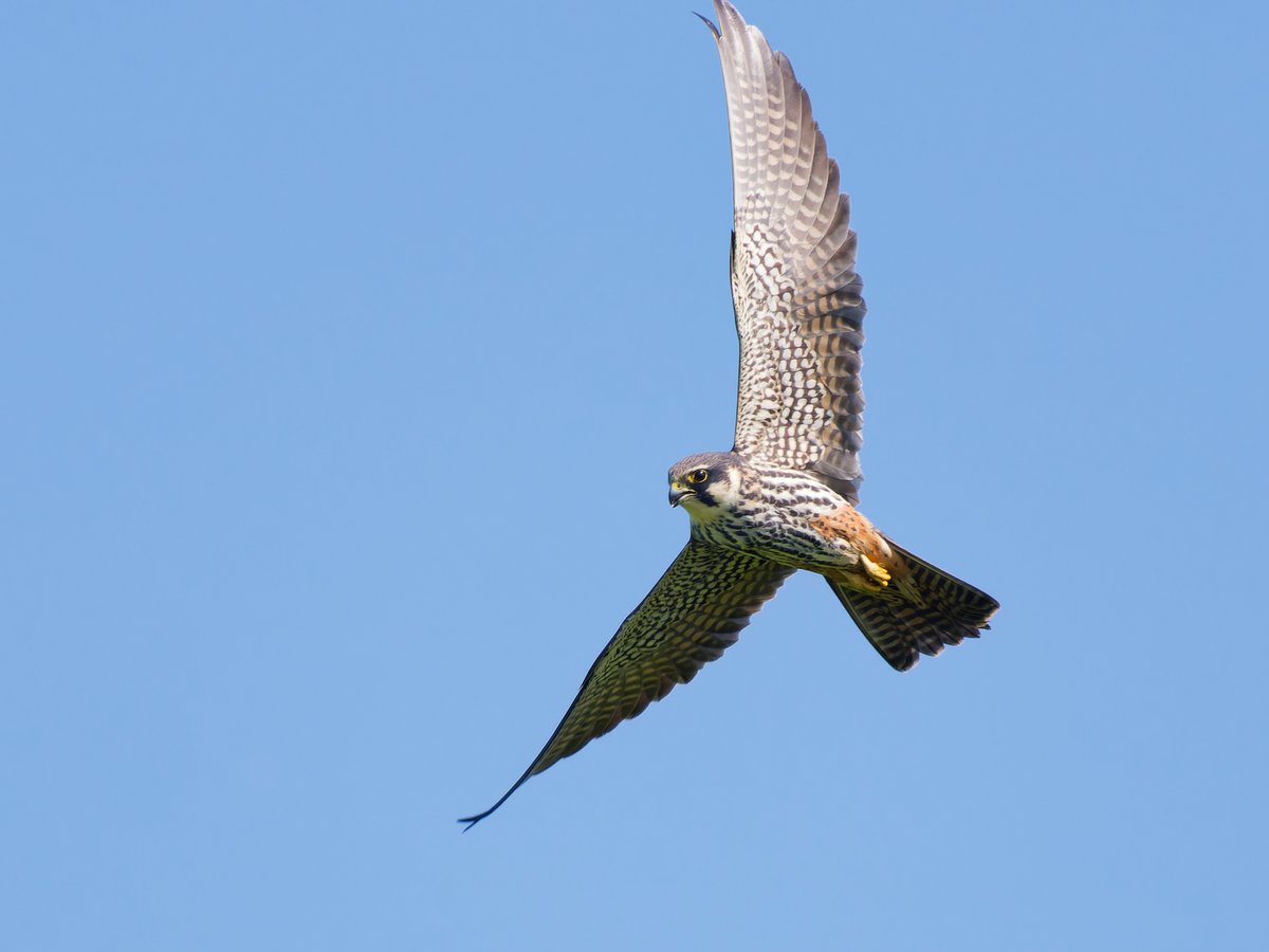 HummingBird_The's tweet photo. Here's a stunning hobby, wheeling above me at Staines Moor this morning, as it hunted mayflies on the wing. I watched three hobbies take dozens of mayflies! 😍🦅🪶🪰🪰🪰🪰🪰🪰🪰🪰🪰💀 #birds #birdphotography https://t.co/9DJRjtsqhx