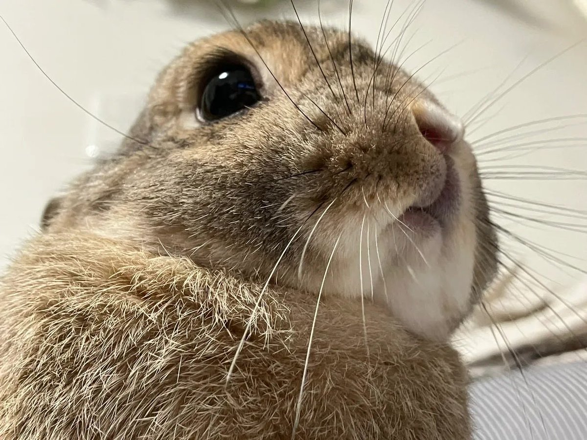 うさぎのちゃっぴー tweet media