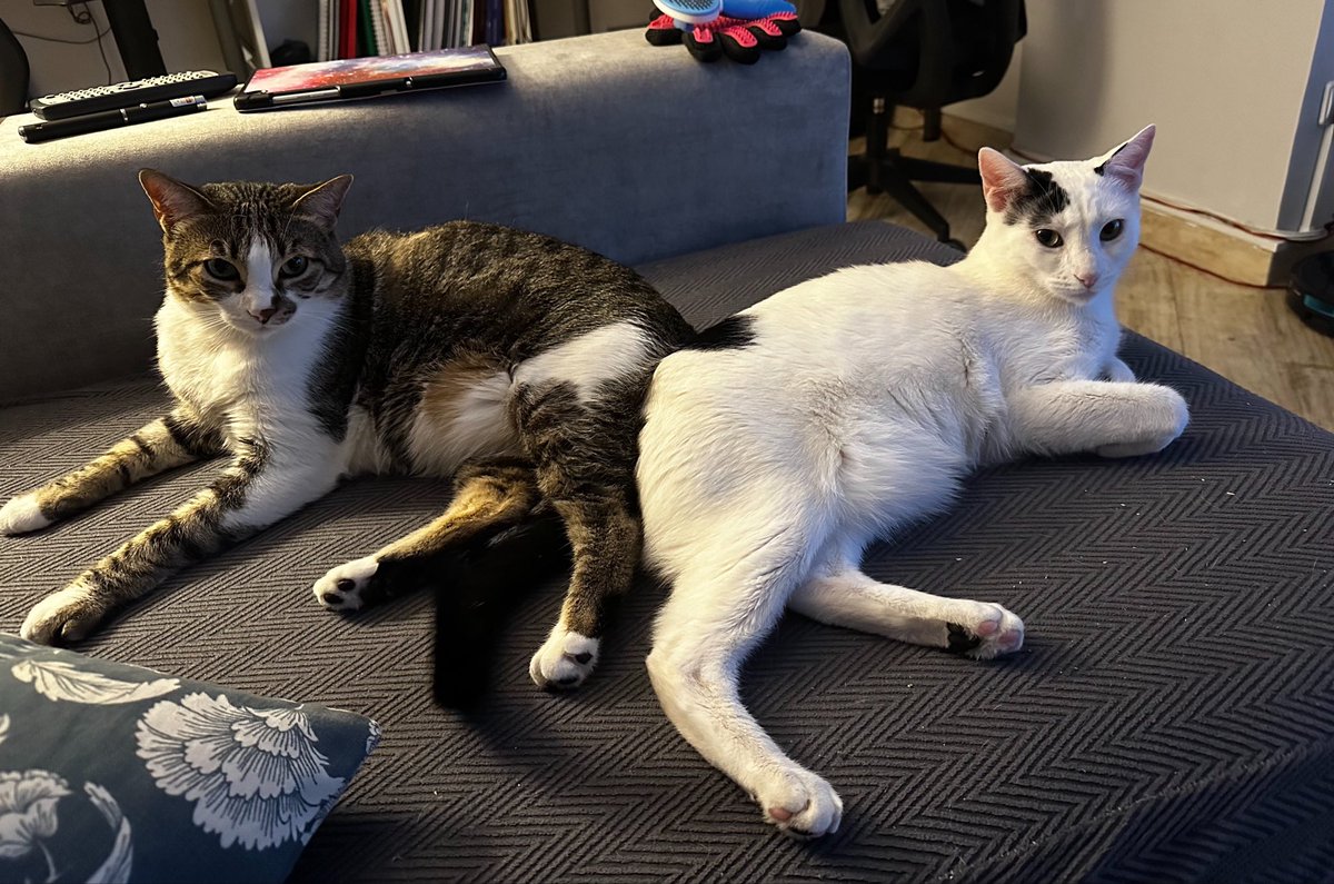lidia3atm's tweet photo. @casadellibro Los gatetes por supuesto 😻 https://t.co/ClBShSSwKa