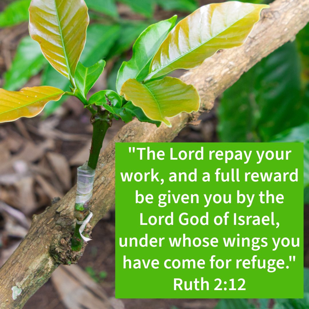 jedandphyllis's tweet photo. In this very poetic and beautiful statement by Boaz to Ruth reminds us of the grace extended to the Gentiles being grafted into the family of God. Jesus came under a Jewish context and will come again as a Jewish King. https://t.co/sx9rlpgP0O