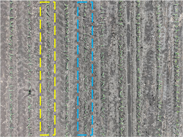 K-State Agronomy tweet media