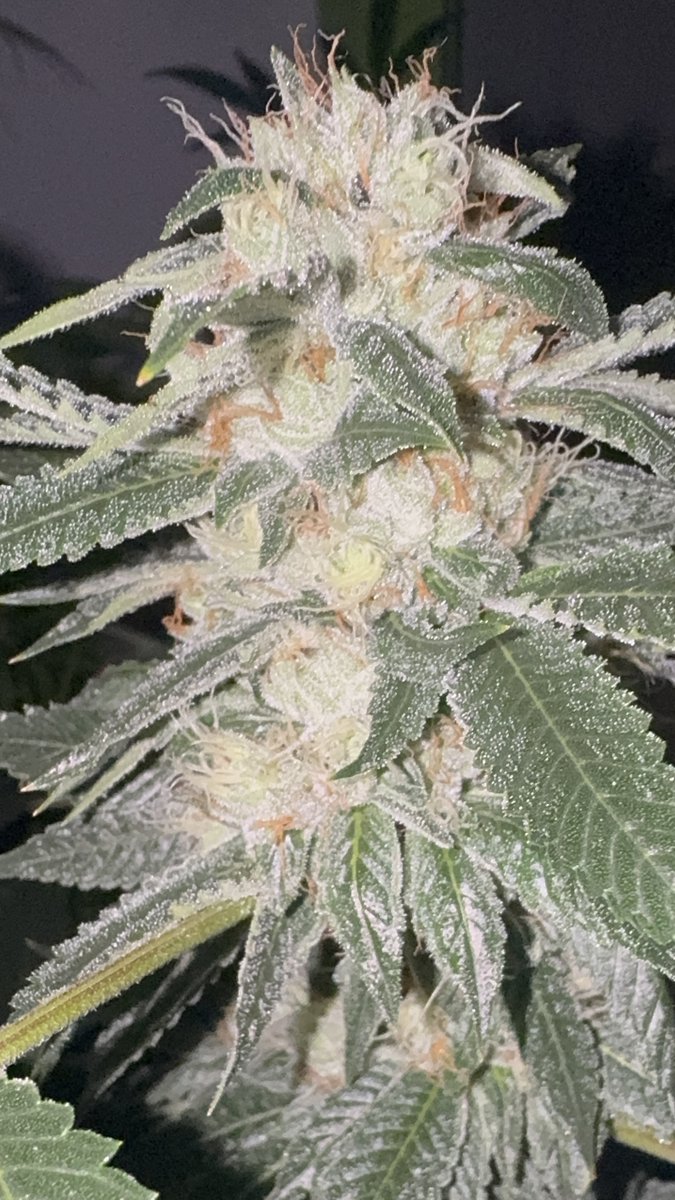 LegacyGrower's tweet photo. @JRandTeamOSC https://t.co/t7T0CifEOY