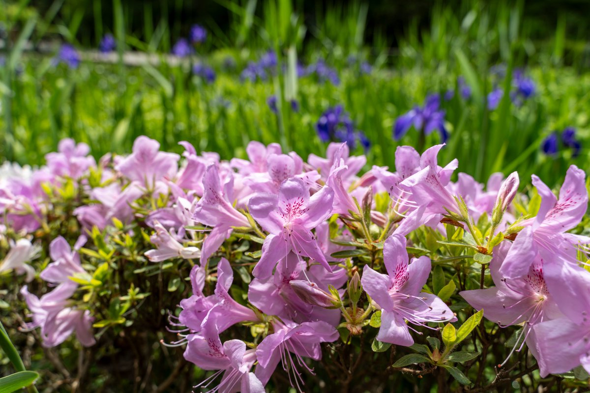nobi2290's tweet photo. 藤の花　他
5/12

＃えさし藤原の郷　＃iiiwate　＃奥州市 https://t.co/wCIr6FYfpZ
