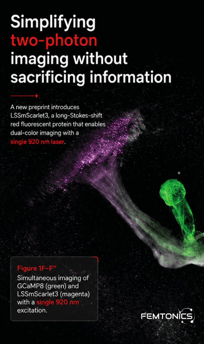 Femtonics's tweet photo. New preprint: simplifying 2P imaging.

LSSmScarlet3 enables dual-color structural + functional imaging with a single 920 nm laser.

✔ Low crosstalk
✔ No dual-laser setup
✔ Simultaneous in vivo imaging

Figure 1F shows clean dual-channel acquisition on a FEMTO3D Atlas Plug&Play system.
#2Photon #Neuroscience #Microscopy #Femtonics