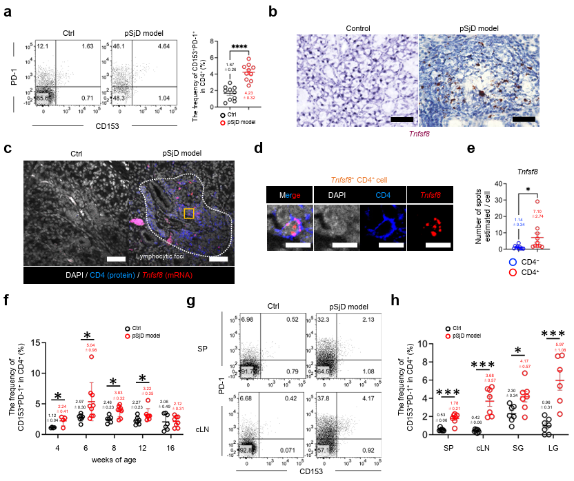 LabWaggoner's tweet photo. A CD4+ T cell-fibroblast crosstalk exacerbates autoimmunity in a mouse model of primary Sjögren disease @NatureComms 🇯🇵
https://t.co/EpmsGH58nU https://t.co/yqOBsOUgbs