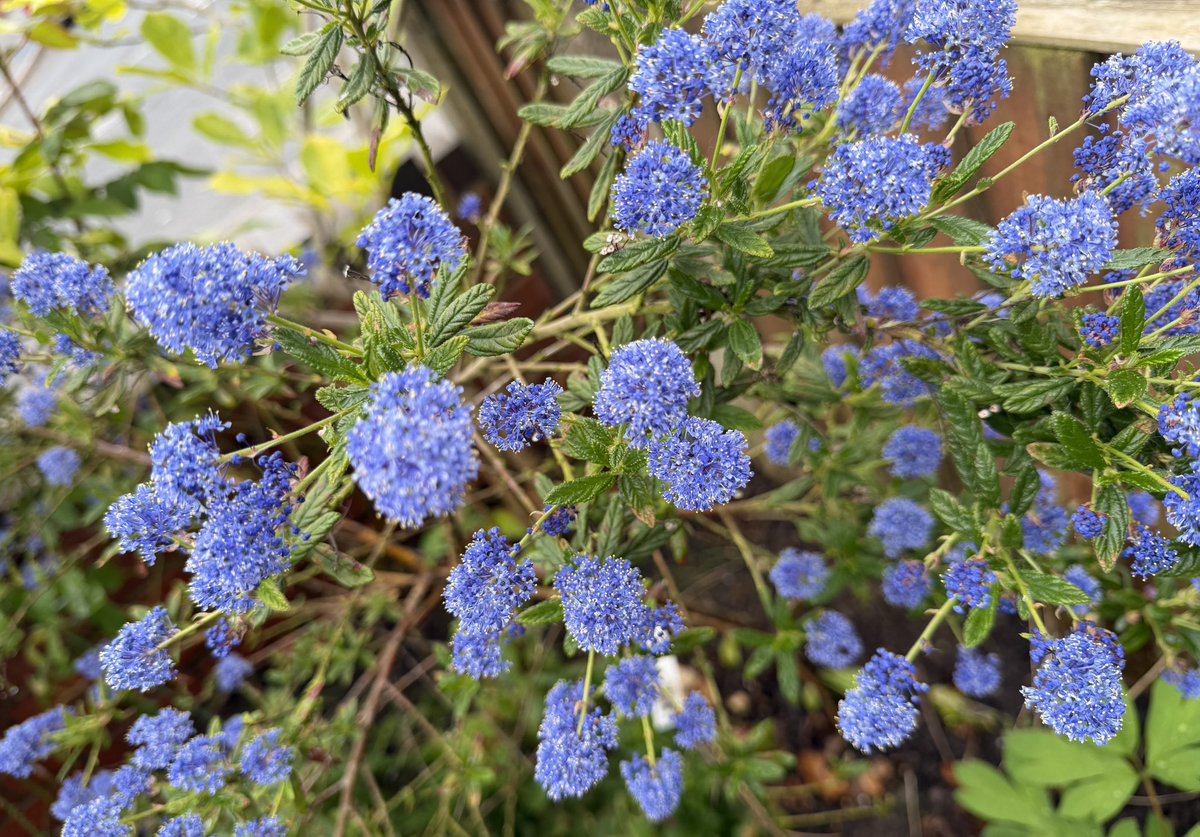 Contrary_Clare's tweet photo. A full and very overdue day in the garden today which makes a change! Lovely to catch up with a few things and clear out. The #Ceanothus is looking radiant and perfect for a bit of #TuesdayBlue #Gardening https://t.co/txos2rP1M8