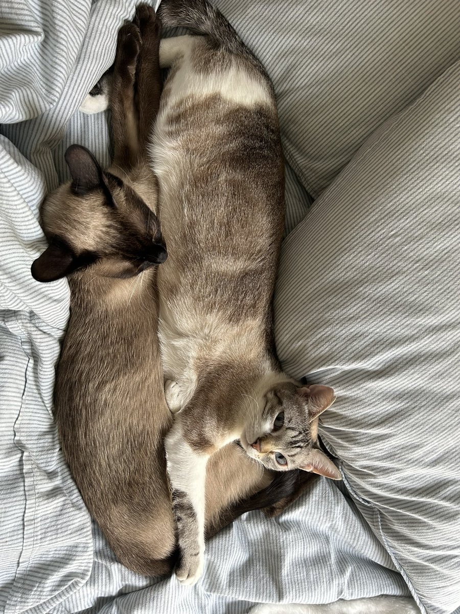 laurtiga's tweet photo. @casadellibro El gato🐱 https://t.co/ng0auE4KUW