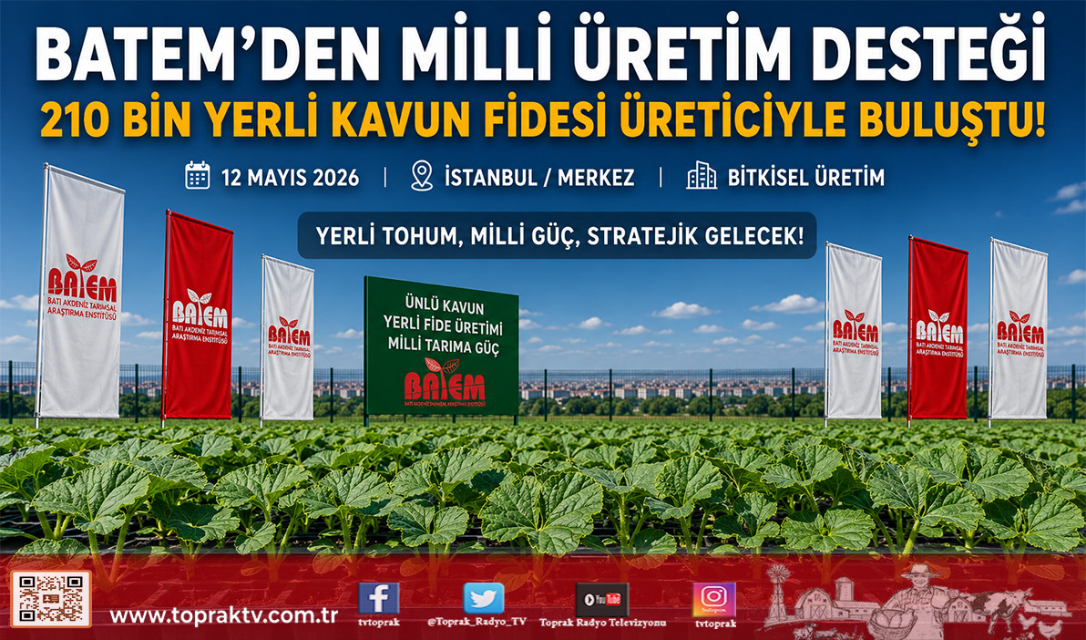 Toprak_Radyo_TV's tweet photo. https://t.co/EjfyyE8e9J
Yerli tohumda BATEM imzası! 🍈 TAKE Projesi kapsamında 210 bin "Ünlü" kavun fidesi İstanbul'da toprakla buluştu. Atıl arazileri milli çeşitlerle yeşertmeye devam ediyoruz. #ToprakTV #BATEM #MilliTohum #Kavun #Üretim https://t.co/qIEtYg0LYV