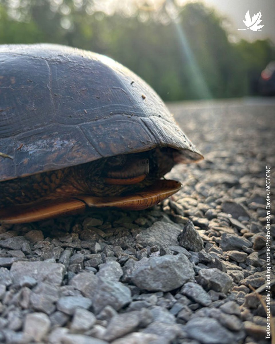 NatureConservancy.ca | Conservationdelanature.ca tweet media