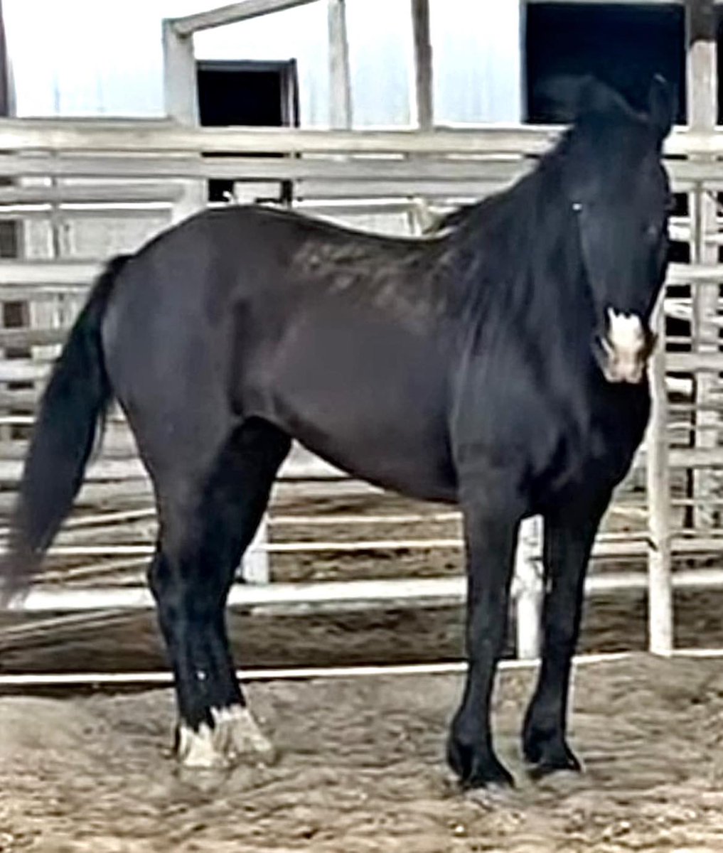 Salvation Wild Mustang Sanctuary tweet media