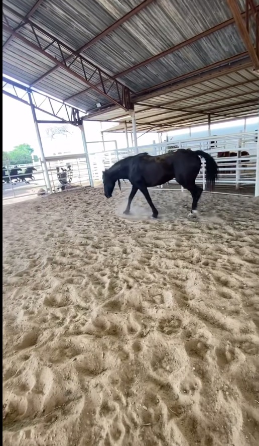Salvation Wild Mustang Sanctuary tweet media