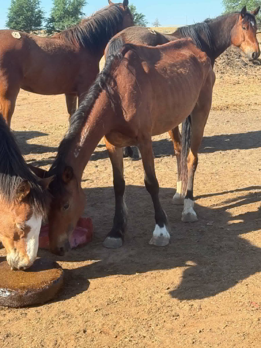 Salvation Wild Mustang Sanctuary tweet media