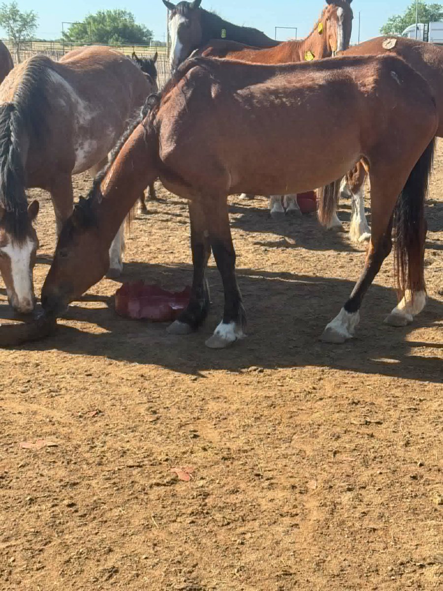 Salvation Wild Mustang Sanctuary tweet media