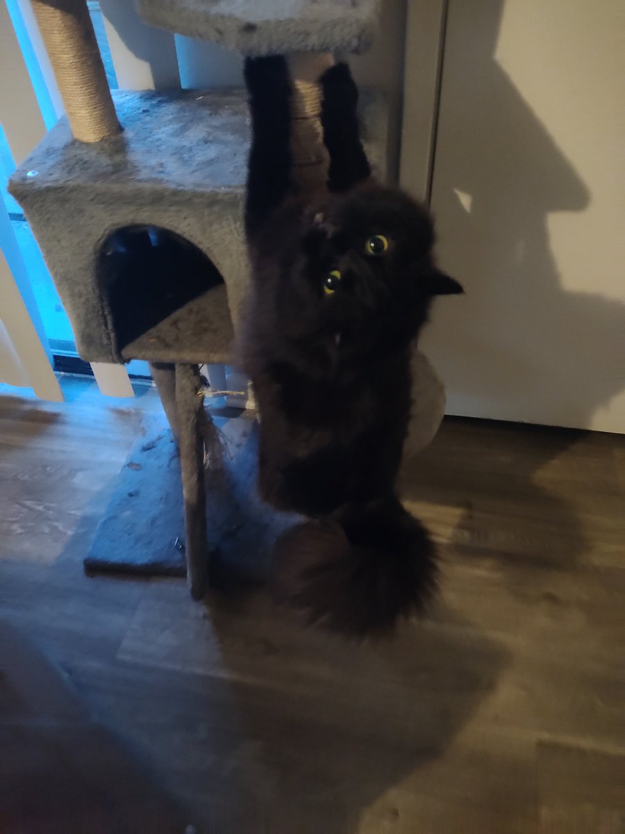 CrossureX's tweet photo. Small update with cat pic: Im doing my sleep study this week! Thing is my daytime fatigue has gotten worse and I noticed im nodding off at times in the afternoon :')
So no stream this week so I can use the energy I have on work and cooking foodies https://t.co/TchojDs4j9