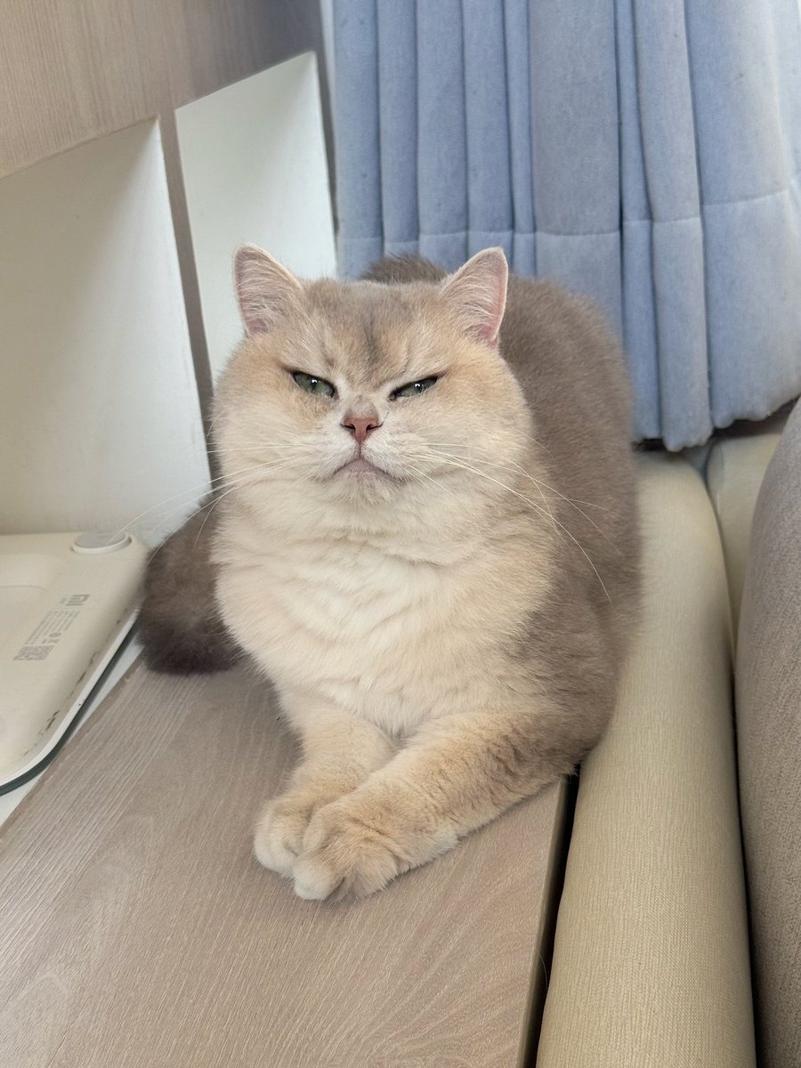โบนัสเป็นแม่แมว tweet media