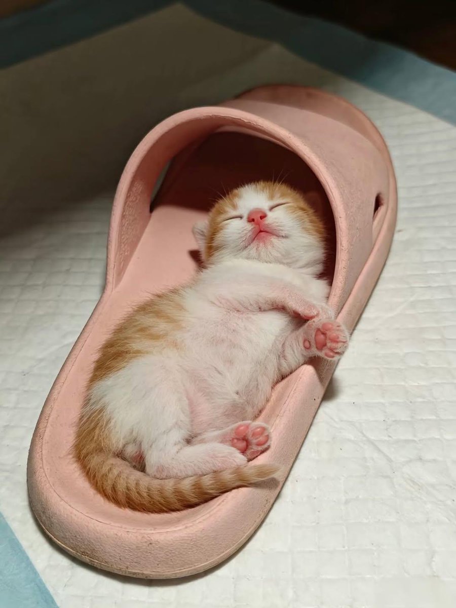 Cat 🐈 tweet media