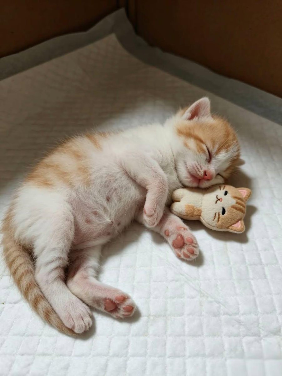 Cat 🐈 tweet media