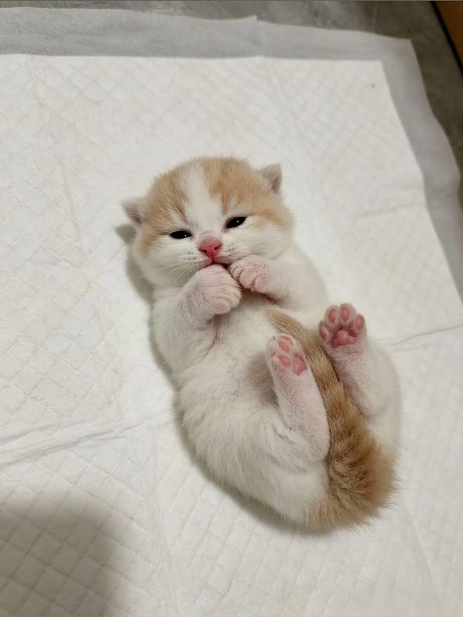 Cat 🐈 tweet media