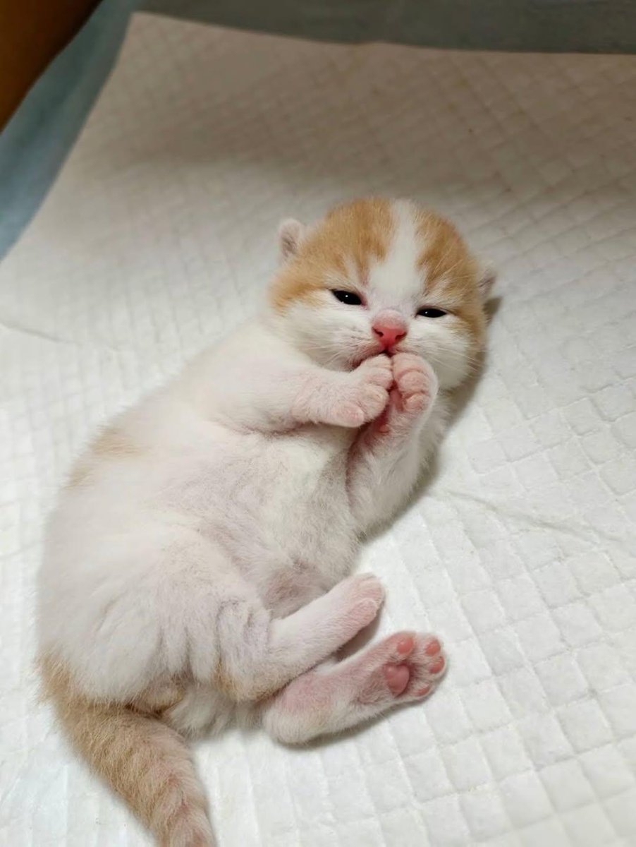 Cat 🐈 tweet media