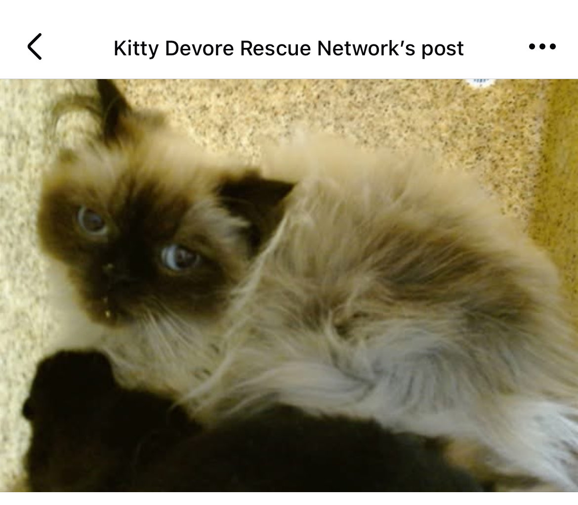 legsluquis's tweet photo. #Devore #California #adoptaSheltercat #fosterssaveslives https://t.co/F7tQpvtF1y