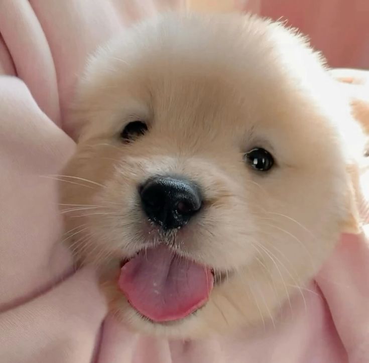 puppies tweet media