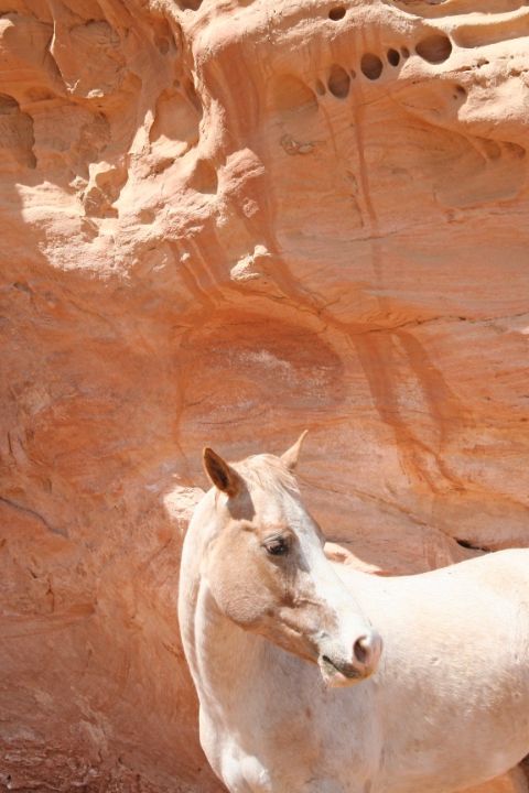 DennisLubrano's tweet photo. Art of the Day! "Horse Sense". Buy at: https://t.co/0fJtpH8Oh8 https://t.co/0QvgnPGjtU