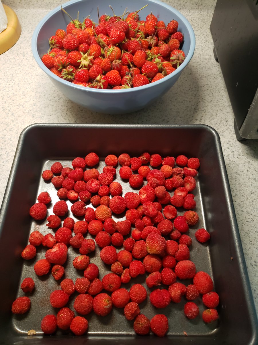 EngineerdSpirit's tweet photo. We think one reason our strawberry wine turns out so well is the way we process the berries. Instead of putting them all in a big Ziploc all mushed together, we spread them out in a pan to freeze separately. Then, when they're frozen solid, we bag them up together. No juice lost. https://t.co/jXXwNHIH2K