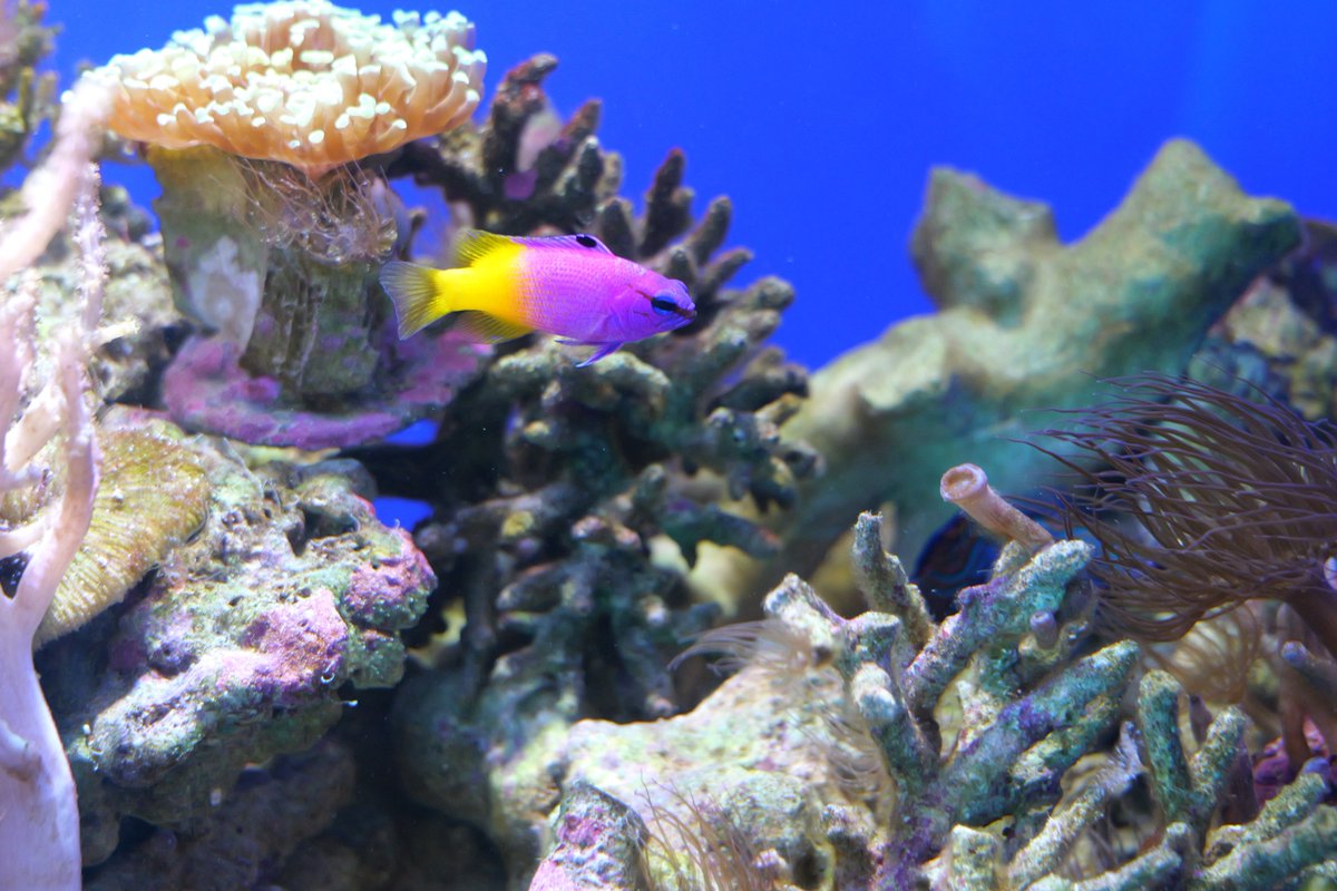yuichiro_abe's tweet photo. 仙台　海の杜水族館へ行ってきた🐟 https://t.co/uv5mZLDq5N