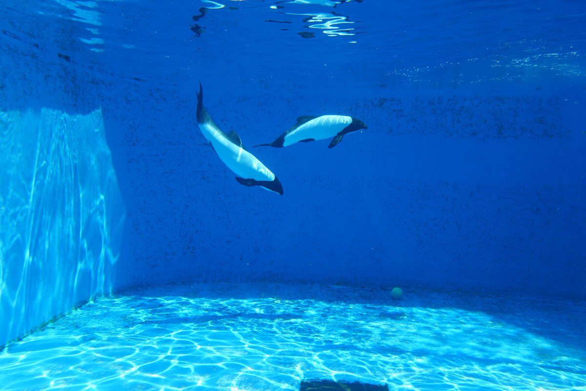 yuichiro_abe's tweet photo. 仙台　海の杜水族館へ行ってきた🐟 https://t.co/uv5mZLDq5N