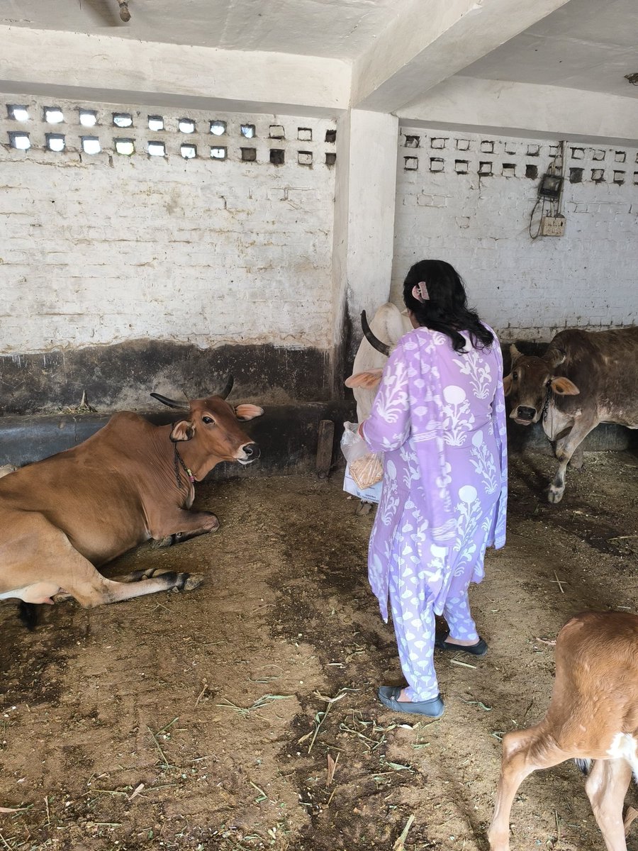 BhargavaRekha's tweet photo. Every Sunday, I visit Baba Laturiya Mandir and its beautiful Gaushala in the Kishangarh Mehrauli area. This #Gaushala is home to more than 2000 #DesiCows, and seeing the love and care given to them truly touches my heart. https://t.co/1qWAmnh4uL