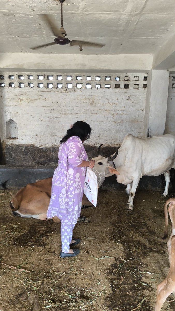 BhargavaRekha's tweet photo. Every Sunday, I visit Baba Laturiya Mandir and its beautiful Gaushala in the Kishangarh Mehrauli area. This #Gaushala is home to more than 2000 #DesiCows, and seeing the love and care given to them truly touches my heart. https://t.co/1qWAmnh4uL