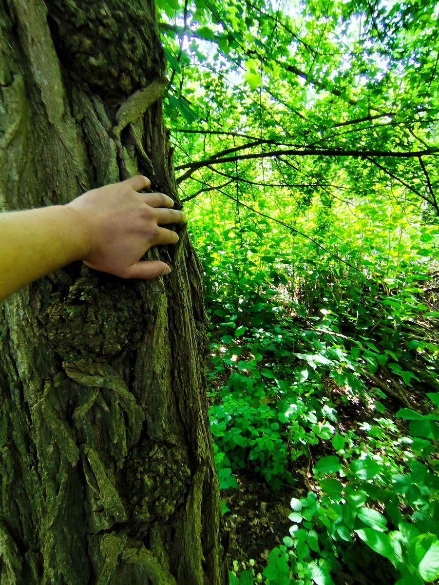 rollgruen's tweet photo. Touch Trees Treegens ππ±π
Grow with @treegens and @JimiCohen to World Records
#touchtree #natur #treeniation
$TGN https://t.co/H21EQSpiI5