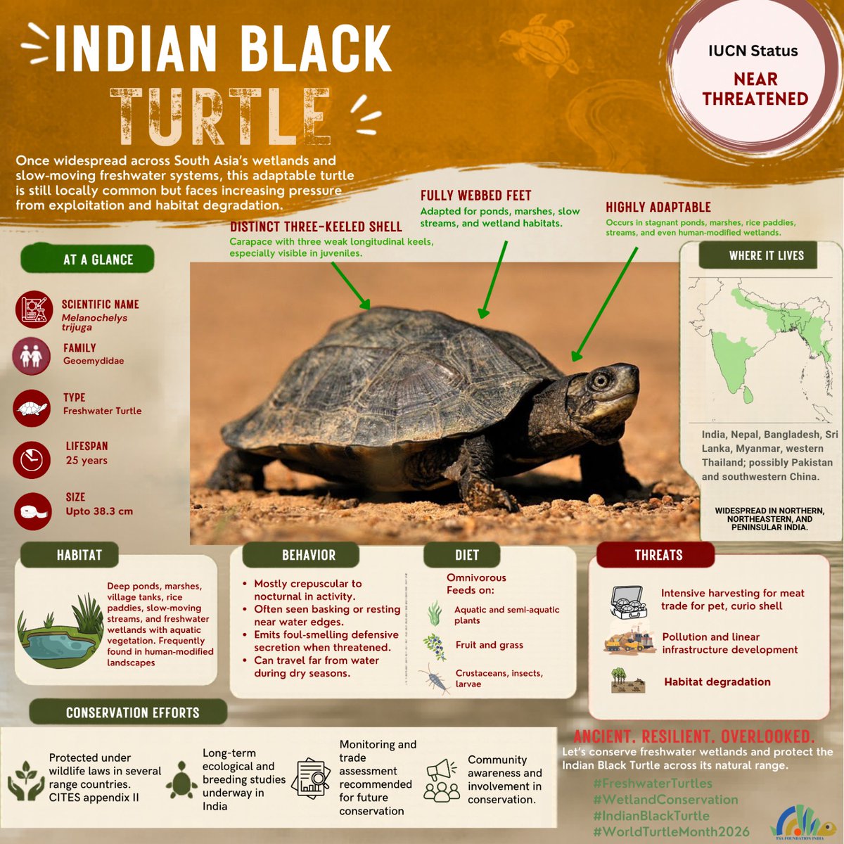 TSAINDIAPROG's tweet photo. Day 12 | Indian Black Turtle

Widespread yet often overlooked, the Indian Black Turtle (Melanochelys trijuga) quietly inhabits ponds, marshes, rice paddies, and slow-moving freshwater systems across South Asia. https://t.co/ZNNZj2SlVT