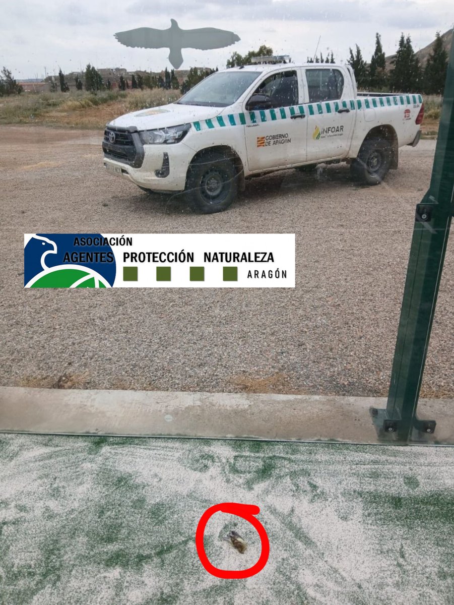 aaffaragon's tweet photo. Existe en el mercado unas redes anticolisión de bajo coste y contrastada eficacia que nos soluciona el problema de raiz. 
Esperemos que pronto, todas las pistas de padel estén perfectamente acondicionadas para que no tengamos que lamentar más accidentes de pájaros.
Sigue 👇🏻 https://t.co/xuXxJjWKa0