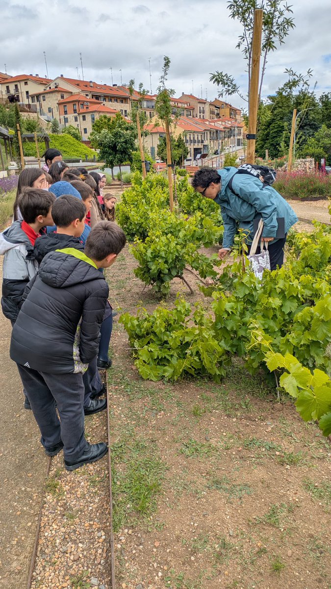 trinitariossala's tweet photo. Ayer los alumnos de 3º de Primaria realizaron una visita al Cerro de San Vicente para descubrir la riqueza natural de este entorno tan especial.
Durante la jornada observaron diferentes plantas y animales del lugar.
Una experiencia educativa y divertida.
#Somosfest #Trinitarios https://t.co/jc8CtJaTut